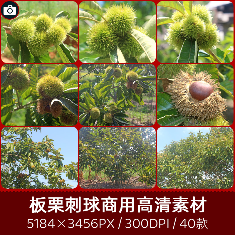板栗刺球苞果实商用300dpi高分辨率原创摄影印刷设计图片素材库