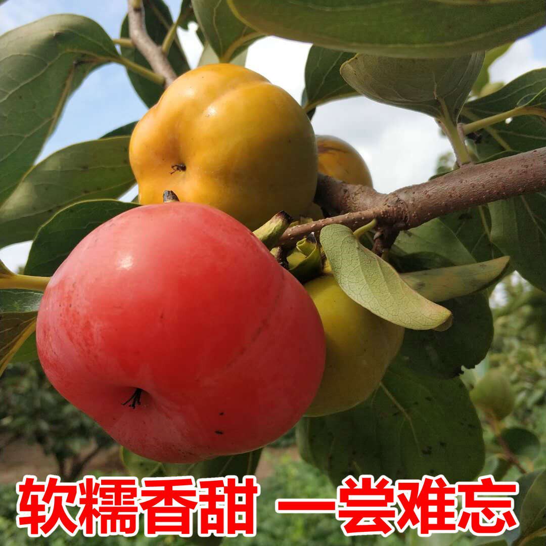江苏梅花方柿子新鲜薄皮甜软柿子非火晶野生大红小方柿子水果包邮