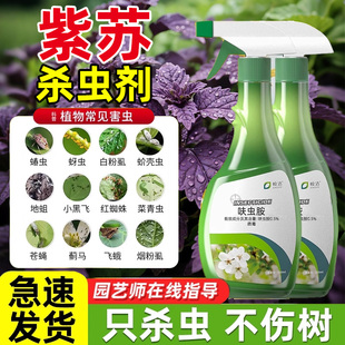 紫苏杀虫剂专用药红蜘蛛白粉虱灭喷雾药虫害除虫纹夜蛾螟虫治蚜虫