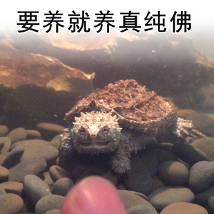 原种纯佛鳄龟爆刺鳄鱼龟幼苗佛鳄龟活物野佛高端佛小鳄龟乌龟宠物