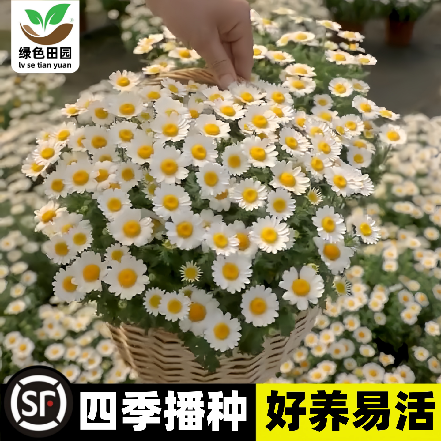 小雏菊花种子四季播种网红白晶菊籽室内外洋甘菊花卉种孑阳台盆栽