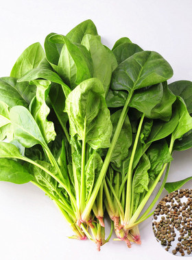 荷兰进口大叶菠菜种子抗热耐寒春夏秋冬四季播种蔬菜种子高产易播