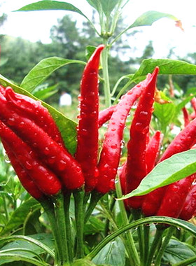 引进国外贵族朝天椒种子阳台菜园春秋四季播种蔬菜种子辣味强高产