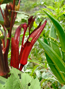 黄秋葵红秋葵种子阳台田园春夏秋四季播种果蔬籽抗热耐寒羊角秋葵
