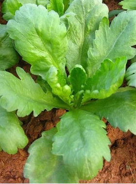 大叶茼蒿种子阳台菜园四季菊花