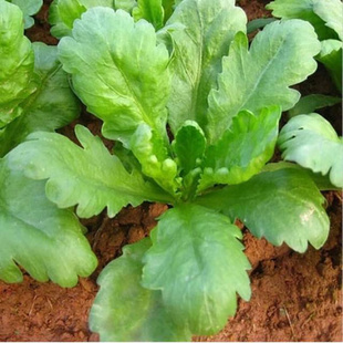 大叶茼蒿种子阳台菜园春夏秋四季播种蔬菜种子好吃易种植菊花菜籽