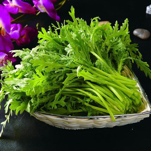 茼蒿阳台四季耐寒蔬菜种子