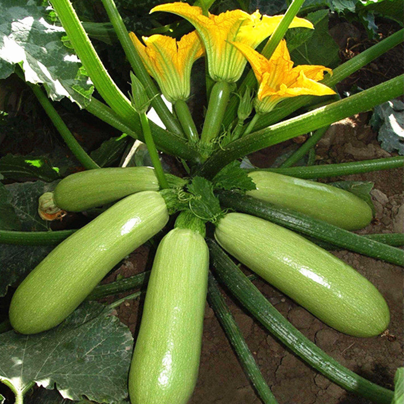 西葫芦种子阳台菜园大棚春夏秋冬四季种植蔬菜籽抗热耐寒高产占瓜