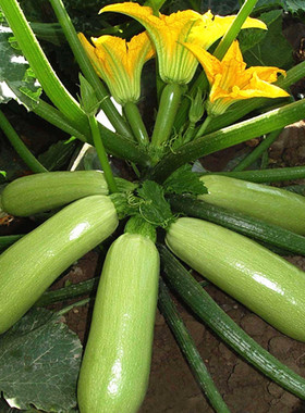 西葫芦种子阳台菜园大棚春夏秋冬四季种植蔬菜籽抗热耐寒高产占瓜