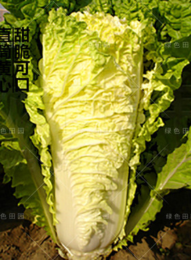 小杂56直筒黄心大白菜种子秋冬四季播超越小杂55蔬菜籽老品种菜孑