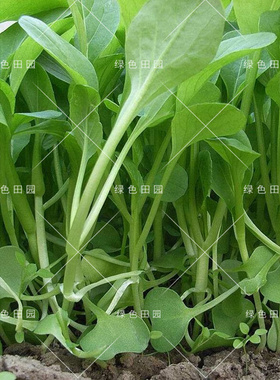 正宗鸡毛菜种子四季播小青菜奶油小白菜阳台田园18天成熟蔬菜种孑