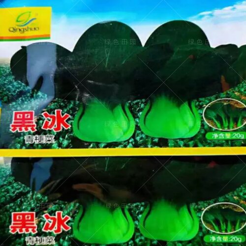 高品质黑叶矮脚苏州青四季播青菜