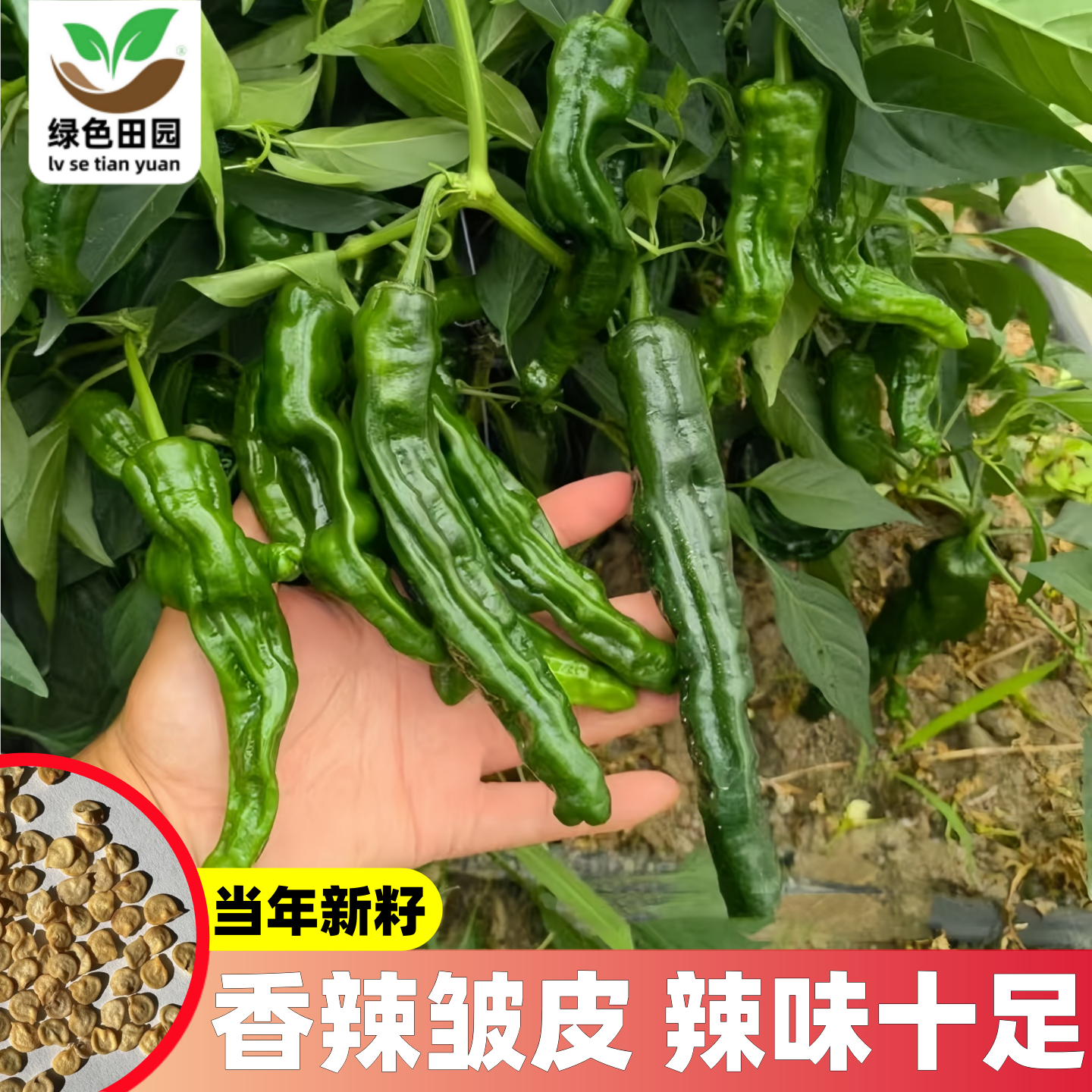 特辣皱皮辣椒种子薄皮香辣蔬菜籽