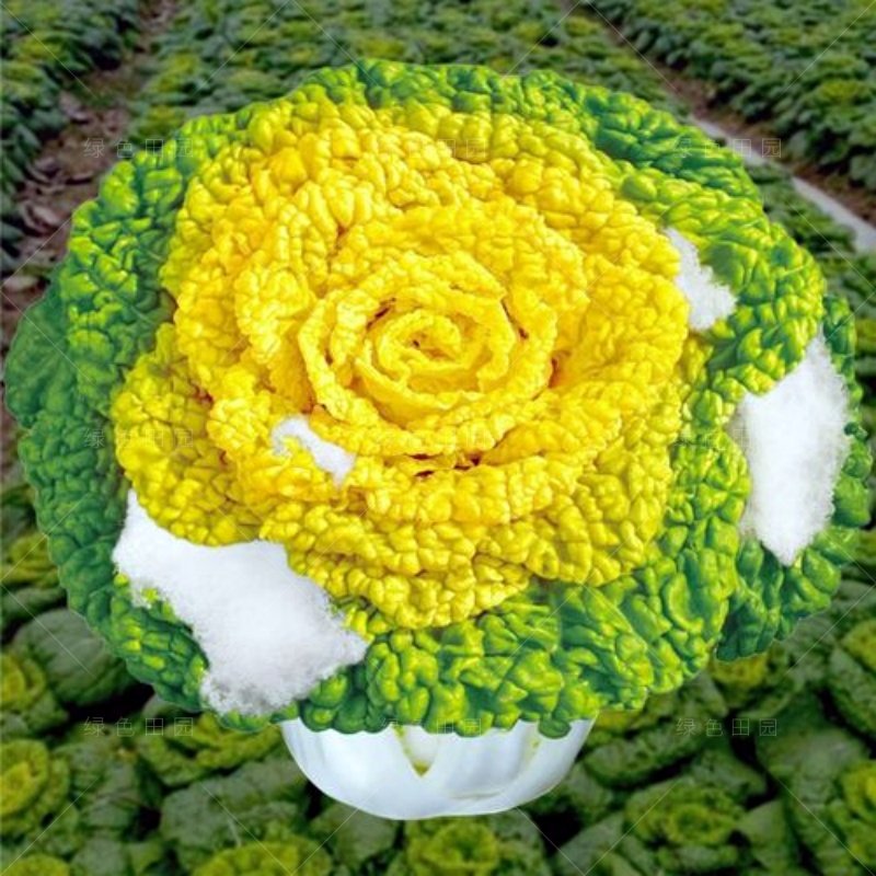 黄心乌塌菜种子乌塌菜籽黄心菜种子乌塌菜种子黄心乌塌菜籽遍地金,鲜花速递/花卉仿真/绿植园艺,家庭园艺种子,淘宝优惠券,粉丝福利购,淘宝优惠卷