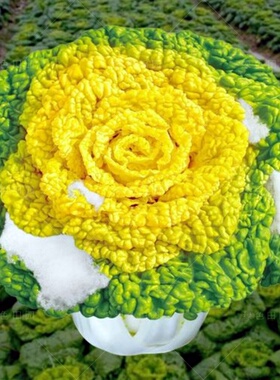 黄心乌塌菜种子乌塌菜籽黄心菜种子乌塌菜种子黄心乌塌菜籽遍地金