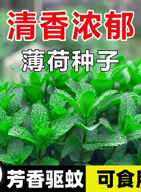 薄荷种籽子可食用四季播种香水留兰香猫薄荷种子驱蚊室内阳台盆栽