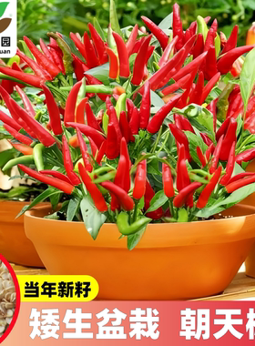 矮生盆栽四季朝天椒种籽辣椒种子超辣小米辣椒食用菜园盆栽蔬菜孑