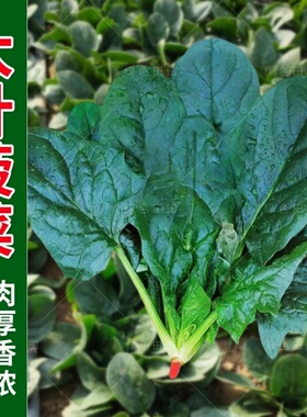大叶菠菜种子耐热夏季播种菠菜种籽春秋冬四季耐寒蔬菜菠菜籽种孑