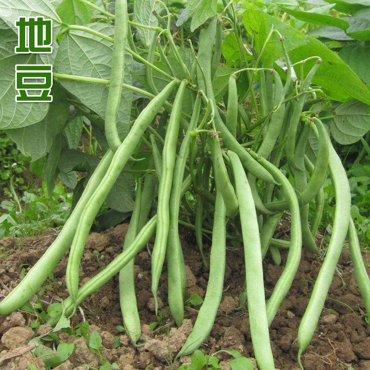 无架红花白荚四季豆种子农家阳台庭院大棚春秋四季播种蔬菜籽高产