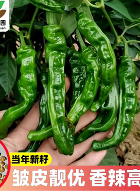 山东枣庄薄皮剥皮香辣小皱皮辣椒种子本地老品种特辣薄皮辣椒种籽