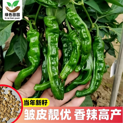 山东枣庄薄皮香辣小皱皮辣椒种子