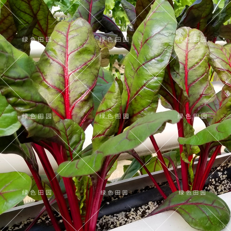 红梗菜种子劈菜根达菜红波菜多次采收特色蔬菜种孑四季播农家菜籽