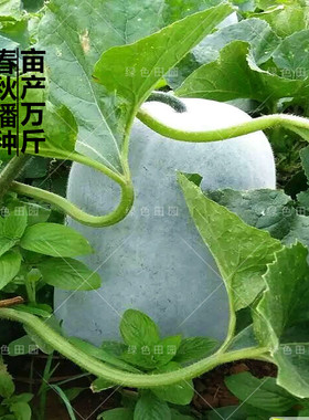 大粉皮冬瓜种子春秋四季播绿色蔬菜籽南北方种植白皮巨型冬瓜种孑