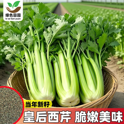 皇后西芹种子秋冬播大肉芹菜蔬菜