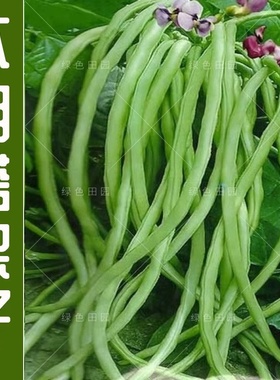 无架豆种子不搭架长豇豆种籽地豆蔬菜种孑阳台春秋季四季播种豆角