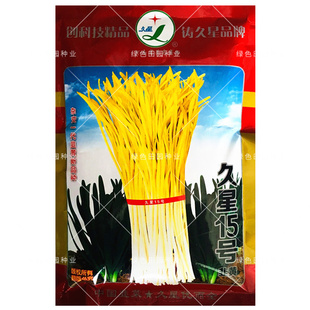 韭黄种子农家大田大棚春秋四季播蔬菜种孑大面积种植久星15号韭黄