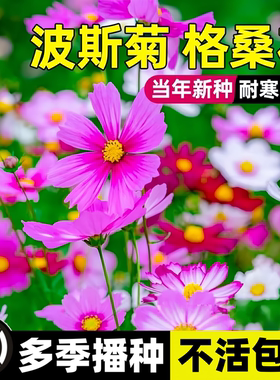 七彩格桑花波斯菊花种子四季播种开花易活花海花籽庭院花种籽子孑