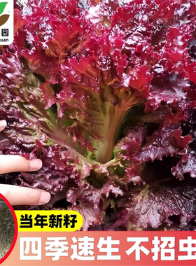 紫叶生菜种子罗莎红叶生菜沙拉即食蔬菜种籽阳台菜园四季播种易活