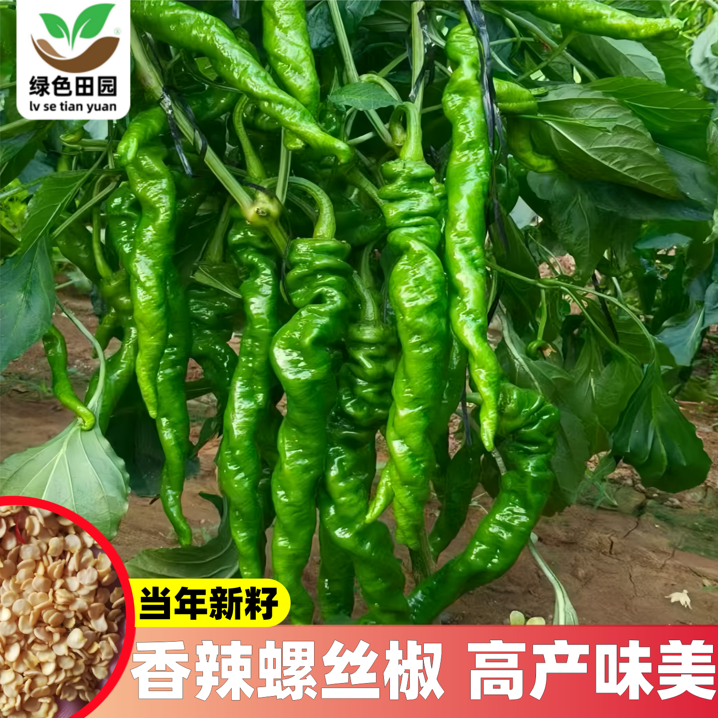 螺丝椒种子苗小尖椒秧苗菜种春季盆栽金蔬菜辣椒种籽孑籽种秧大全,鲜花速递/花卉仿真/绿植园艺,家庭园艺种子,淘宝优惠券,粉丝福利购,淘宝优惠卷