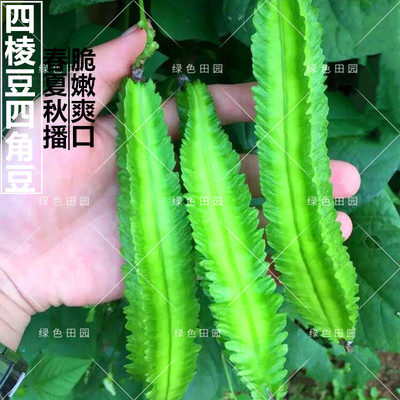 农家皇帝田园春秋蔬菜种孑四棱豆