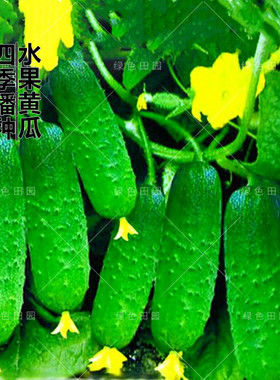 串零地无架水果黄瓜种子爬满地阳台盆栽田园春秋四季播蔬菜种孑籽