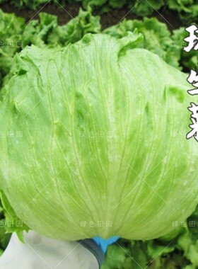 包心生菜种子结秋生菜籽圆生菜汉堡球耐抽苔春夏秋季四季蔬菜种孑