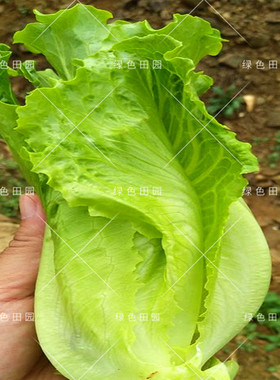 引进意大利半结球生菜种子阳台菜园大棚夏秋四季播蔬菜种孑籽高产
