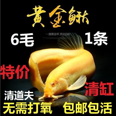黄金泥鳅金鱼活鱼锦鲤冷水观赏鱼