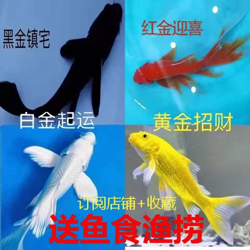 红草金鱼活鱼锦鲤鱼活冷水观赏鱼