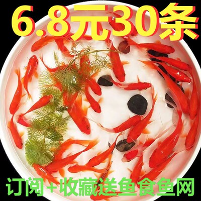红草金鱼活鱼锦鲤鱼冷水观赏鱼苗