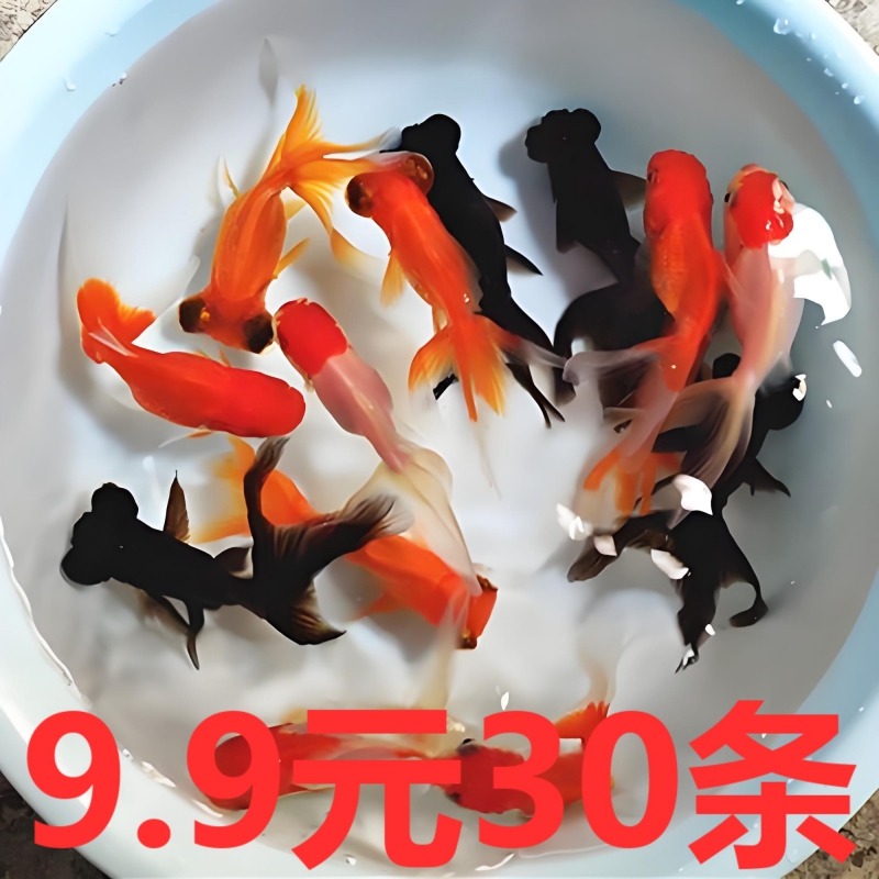观赏鱼苗精品蝶尾金鱼活鱼冷水鱼淡水鱼好养耐活招财鱼鹤顶红锦鲤