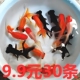 观赏鱼苗精品蝶尾金鱼活鱼冷水鱼淡水鱼好养耐活招财鱼鹤顶红锦鲤