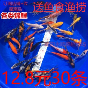 小鱼活观赏鱼活体草金鱼锦鲤鱼苗易活大鱼好养冷水淡水鱼缸风水鱼