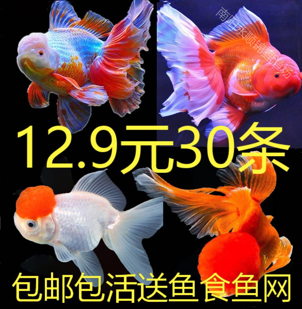 小金鱼活冷水观赏鱼苗活小锦鲤小鱼活冷水鱼风水鱼苗泰狮国狮龙睛