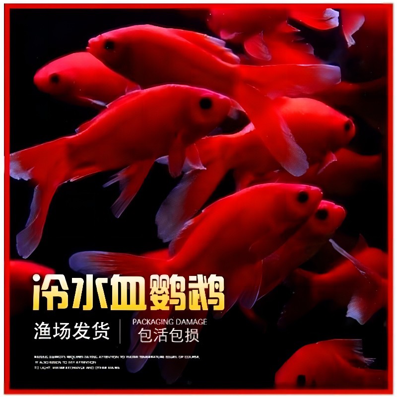 草金鱼活鱼小锦鲤鱼冷水观赏鱼苗