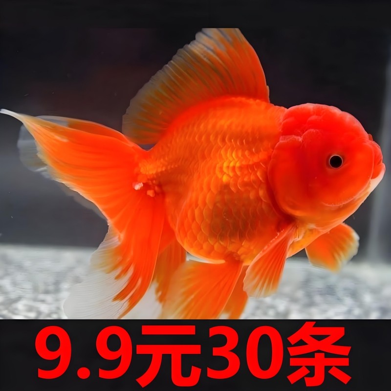 观赏鱼苗精品蝶尾金鱼活鱼冷水鱼淡水鱼好养耐活招财鱼鹤顶红锦鲤