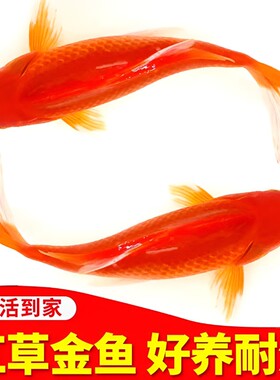 大红草金鱼活鱼小锦鲤鱼苗观赏鱼淡水鹦鹉鱼冷水鱼小型耐活体好养