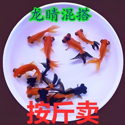 草金鱼活鱼锦鲤鱼活冷水观赏鱼苗