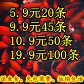 红草金鱼活鱼小锦鲤鱼活淡水观赏鱼苗小型鱼冷水鱼热带鱼 包邮 包活