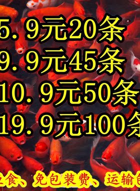 大红草金鱼活鱼小锦鲤鱼苗观赏鱼淡水鹦鹉鱼冷水鱼小型耐活体好养
